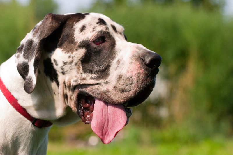 photos-dogue-allemand-grand-danois-caractere