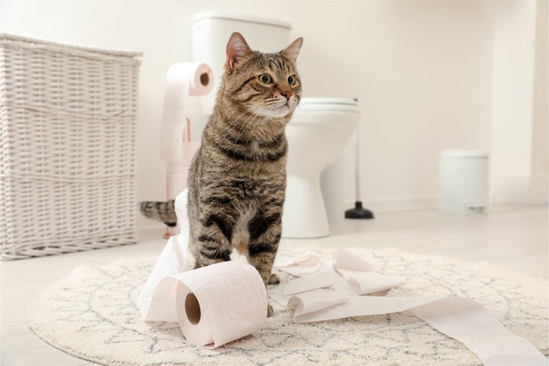 Mon chat a la diarrhée : pourquoi et que faire pour le soigner ?