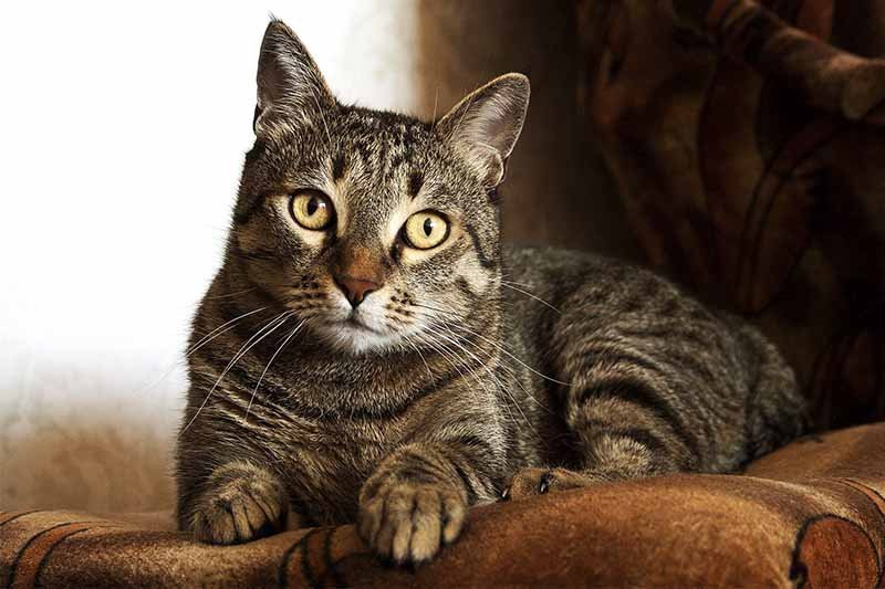 Diarrhée chat traitement