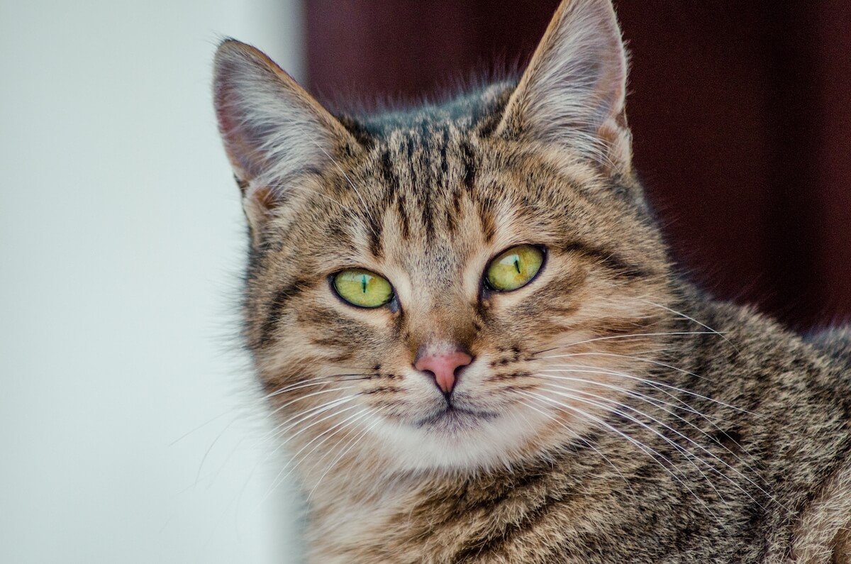 Les couleurs des selles du chat peuvent indiquer des soucis de santé