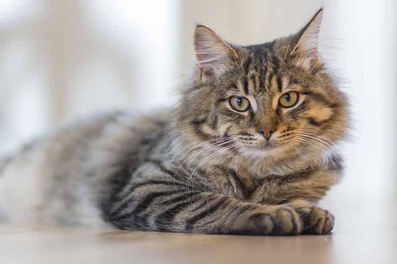quel médicaments pour la diarrhée du chat
