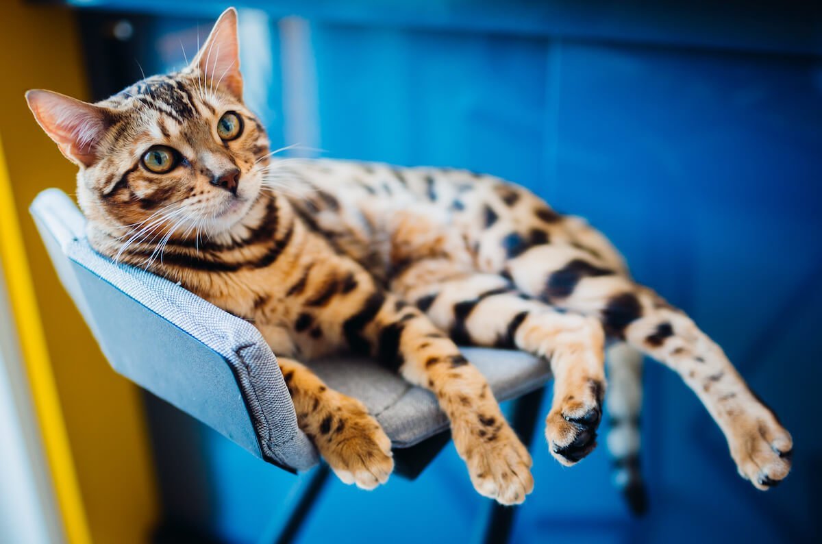 La diarrhée et le vomissement du chat sont un symptôme de gastro-entérite