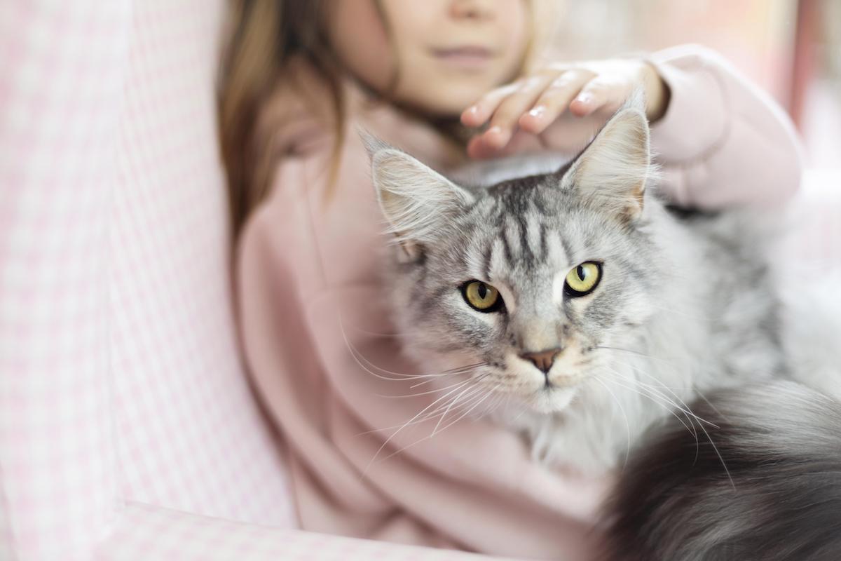 Le Kaopectate pour chat est efficace contre les diarrhées