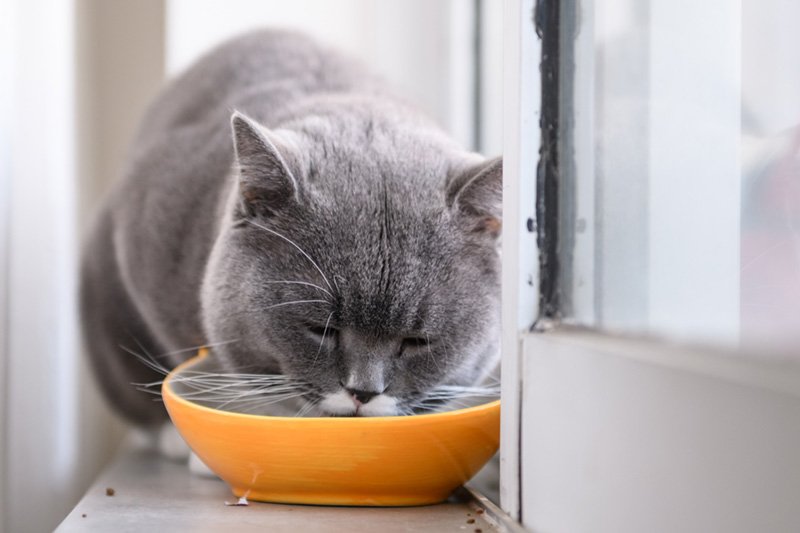 Croquettes pour chat senior : que choisir ?