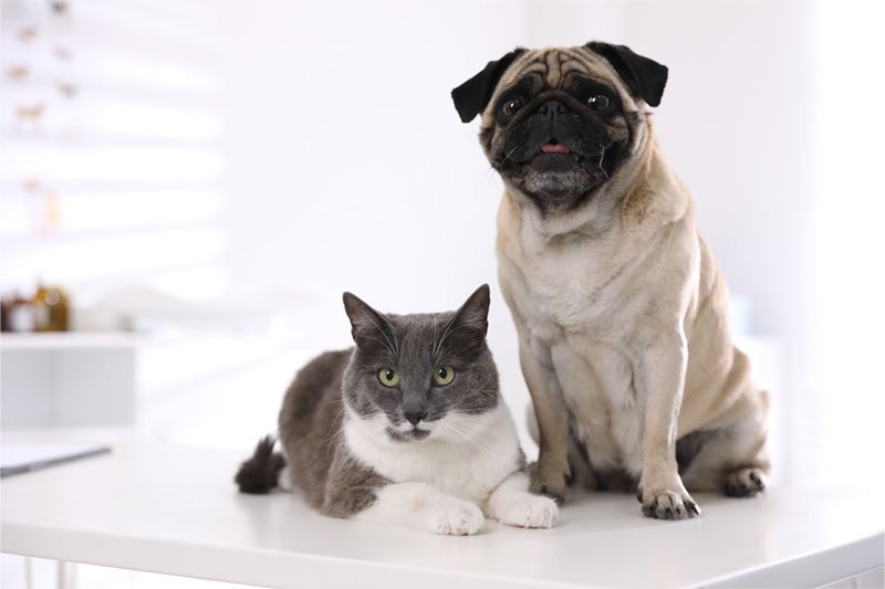 Prifinial chien chat : comment bien l’utiliser en cas de diarrhée ?
