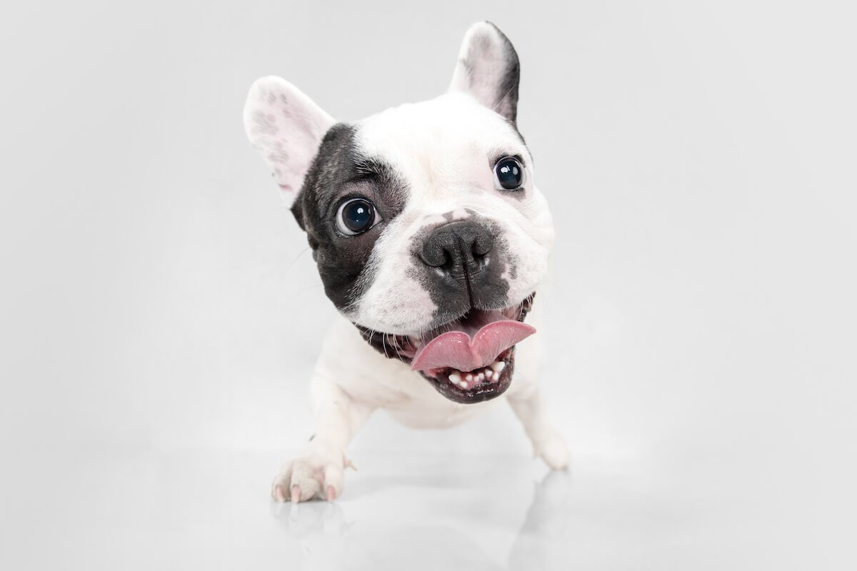 Comment utiliser le Canikur pour chien et pour chat