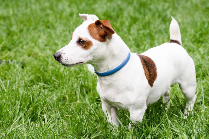 Devez-vous choisir un collier anti-puces pour votre chien ?