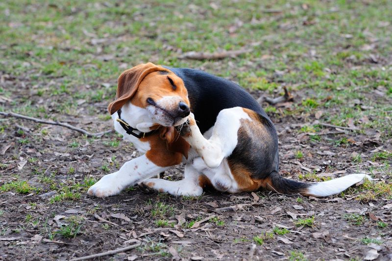 Peut-on tuer les puces du chien avec du vinaigre ?