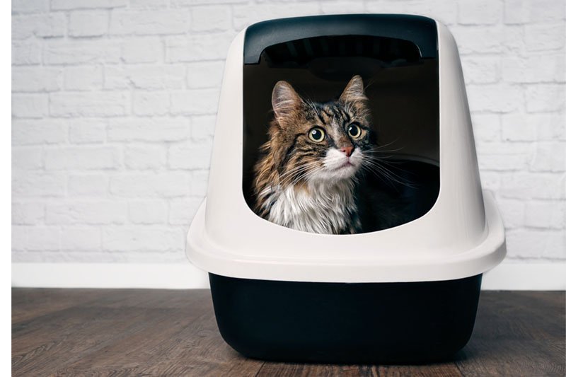 Mon chat a la diarrhée : que faire pour lui dire adieu ?