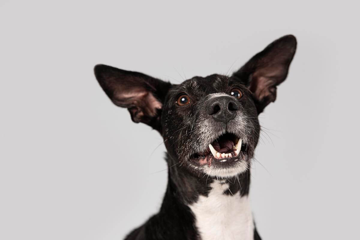 Quel est l'effet du chocolat sur le chien ?