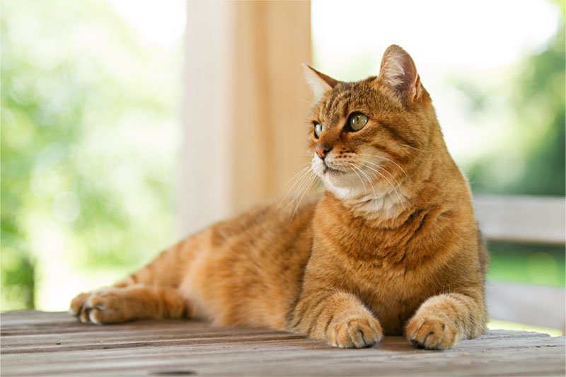 Pourquoi votre chat vomit jaune ?