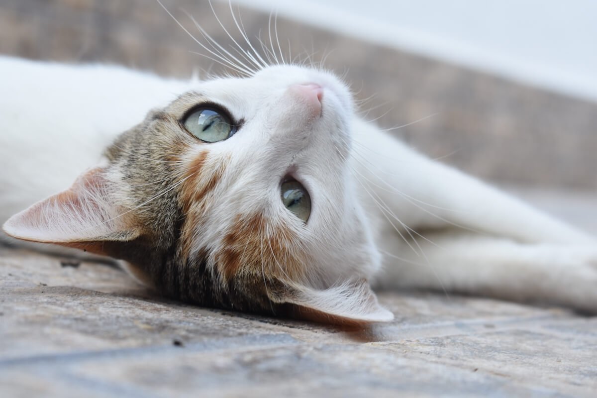 Comment soigner un chat qui vomit ?