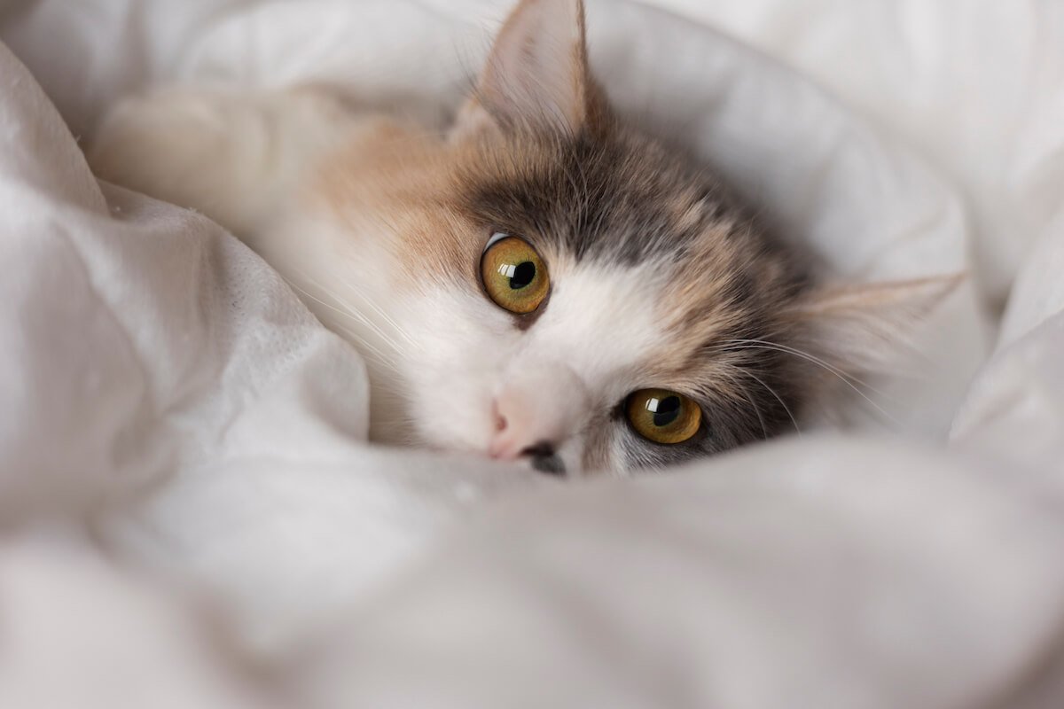 Comment savoir pourquoi mon chat vomit ?
