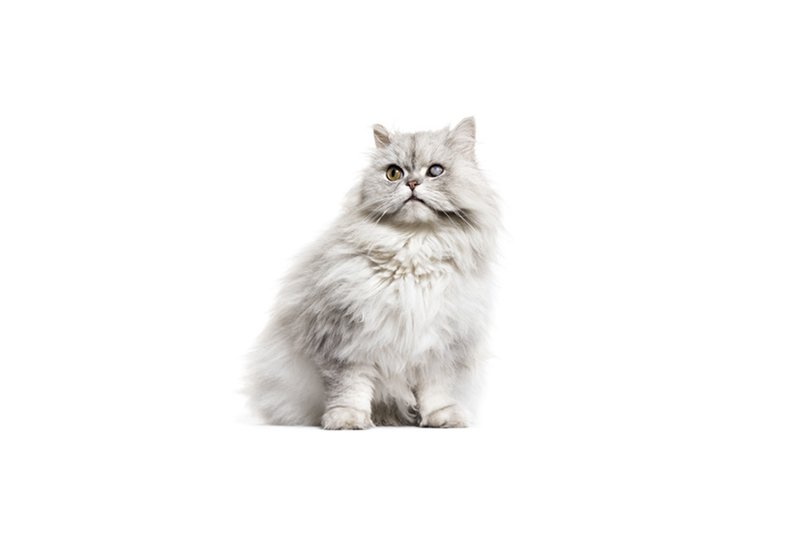 Cataracte du chat : causes, symptômes, traitements et prévention