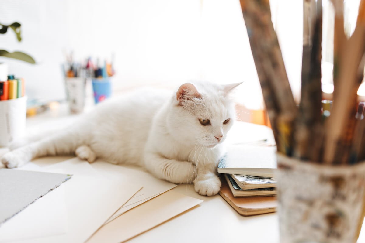 Quels traitements de l’abcès du chat ?