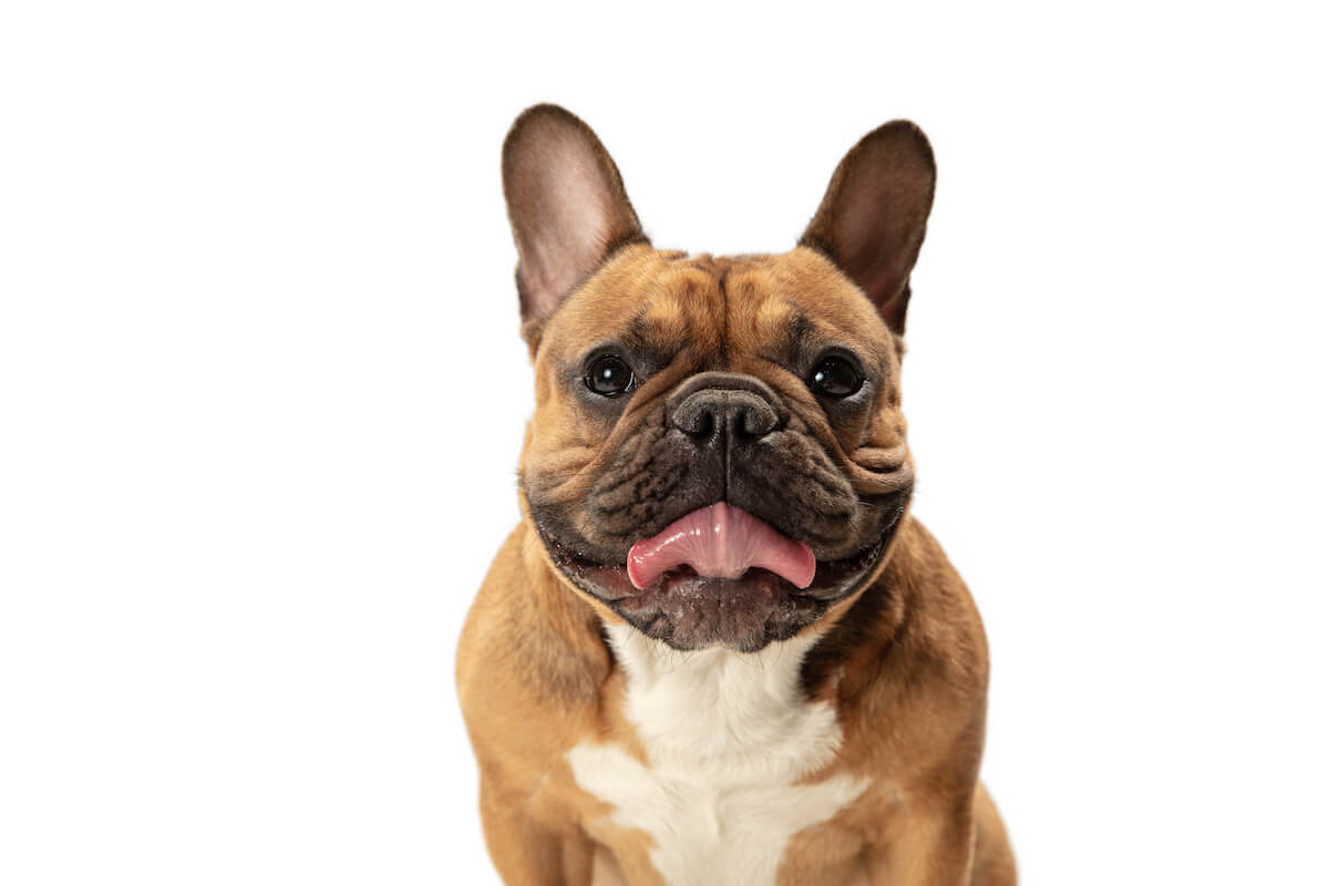 La piroplasmose chez le chien : quels sont les symptômes et traitements possibles ?