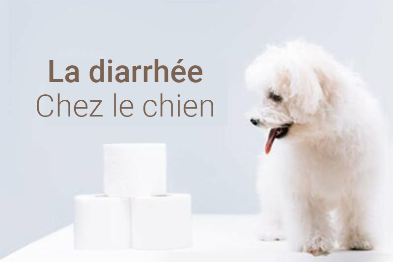 Mon chien a la diarrhée : Quand dois-je m'inquiéter ?