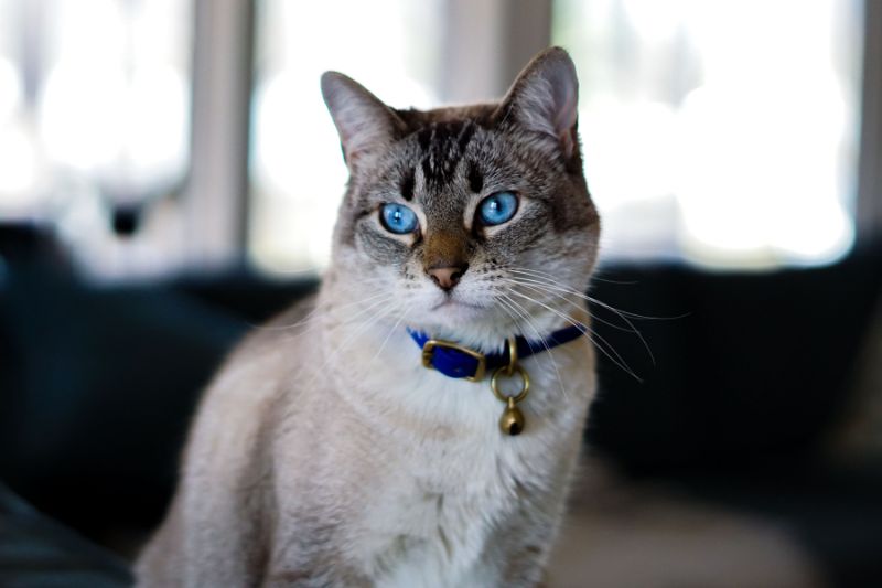 Collier anti-puces pour chat : est-ce vraiment sans risque ?
