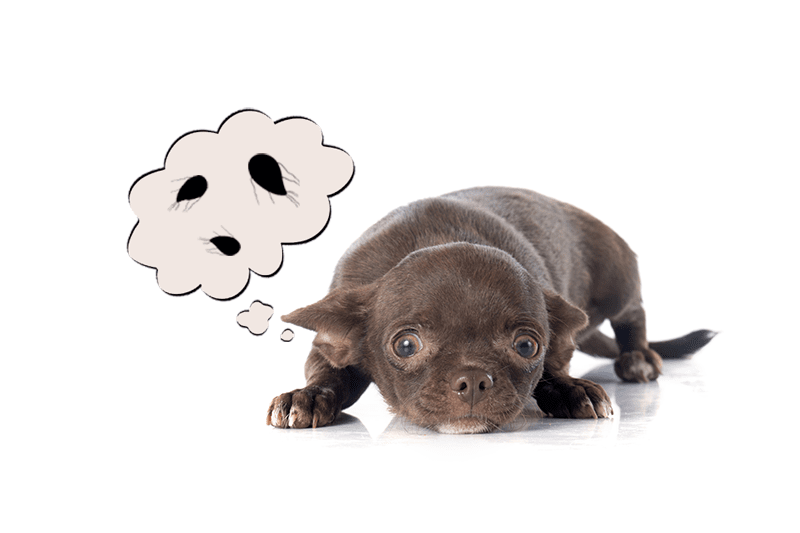 Giardiose du chiot : causes et symptômes, comment réagir ?