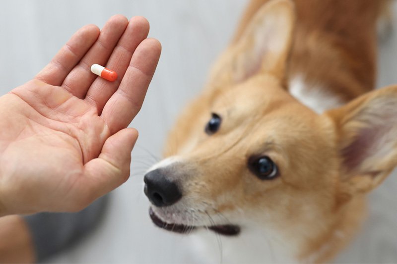 Probiotique chien : Lequel choisir ? Sont-ils efficaces ?