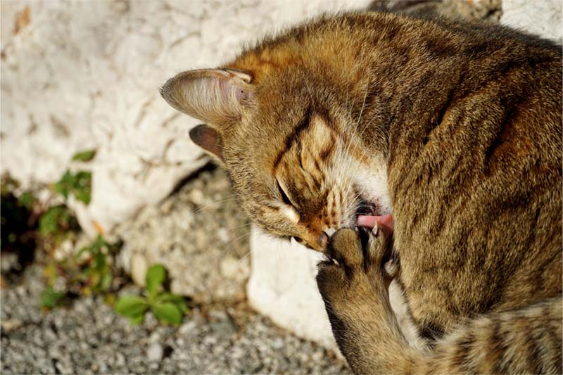 La dermatite du chat : causes, symptômes, traitement et vérité