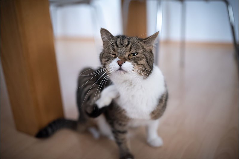 Prurit chez le chat : quelle est sa véritable cause ? Comment le soigner ?