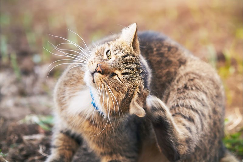 Prurit cervico-facial du chat : comment le reconnaître et le soigner ?