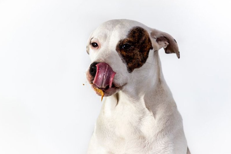 Coprophagie du chien : quels causes, risques et traitements ?