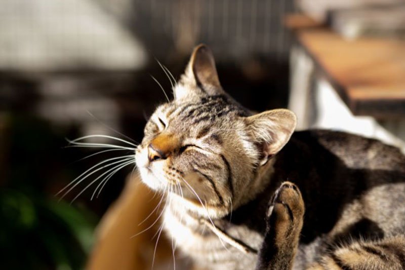Pipette anti-puces pour chat : choix, application, effets secondaires et alternatives naturelles