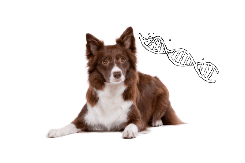MDR1 : liste rouge des médicaments à éviter et races de chien concernées