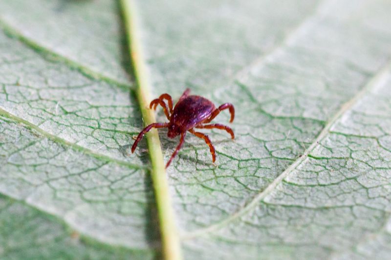 Image d'un aoûtat de chien sur une feuille