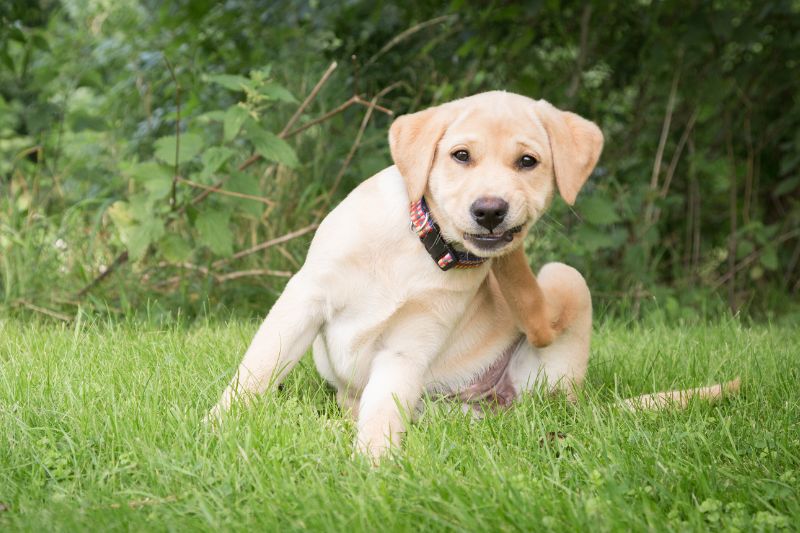 Aoûtats chez le chien : les reconnaître et les traiter