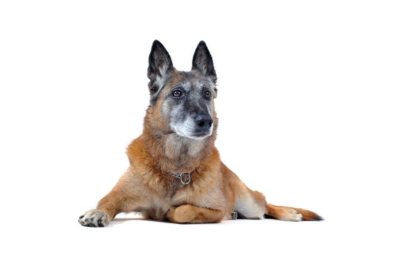 Le Malinois : prix, caractère, santé et alimentation