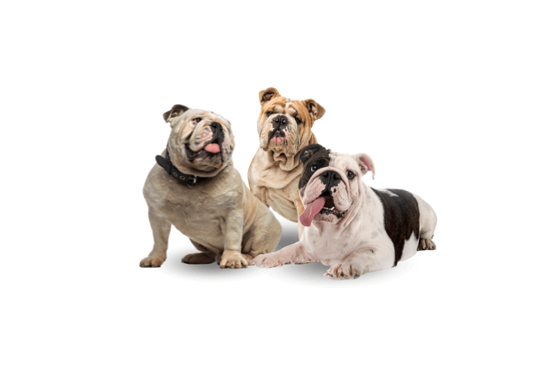 Le Bouledogue Anglais : caractère, prix, santé et alimentation