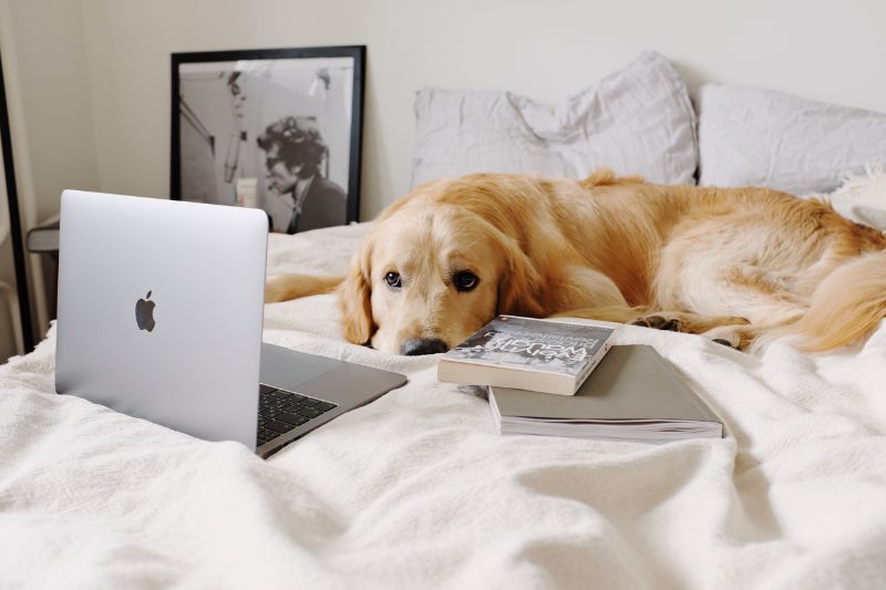 Races de Chiens Idéales pour la Vie en Appartement
