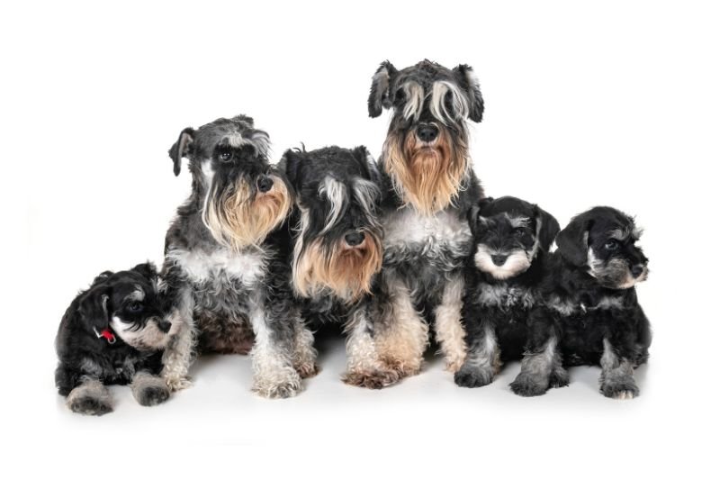 Le Schnauzer Nain : caractère, prix, santé et alimentation