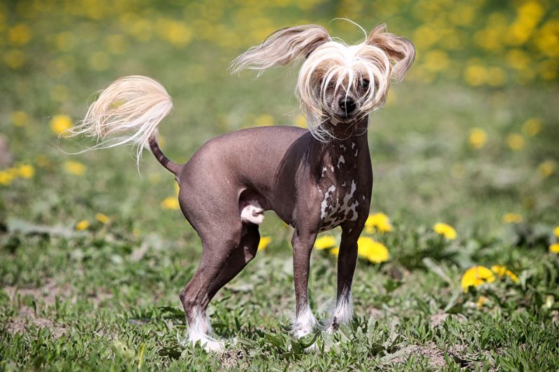 Le Chien Chinois à crête : caractère, prix, santé et alimentation