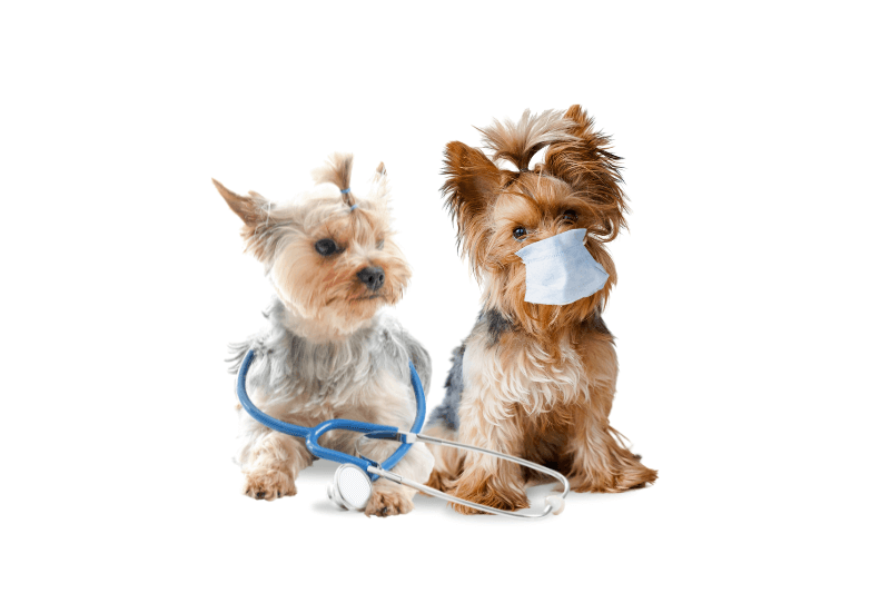 Yorkshire Terrier en forme : évitez les problèmes de santé !