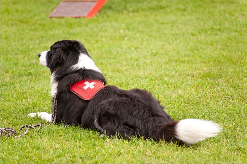 Chien sauveteur : rôle, missions, qualités, formation et alimentation