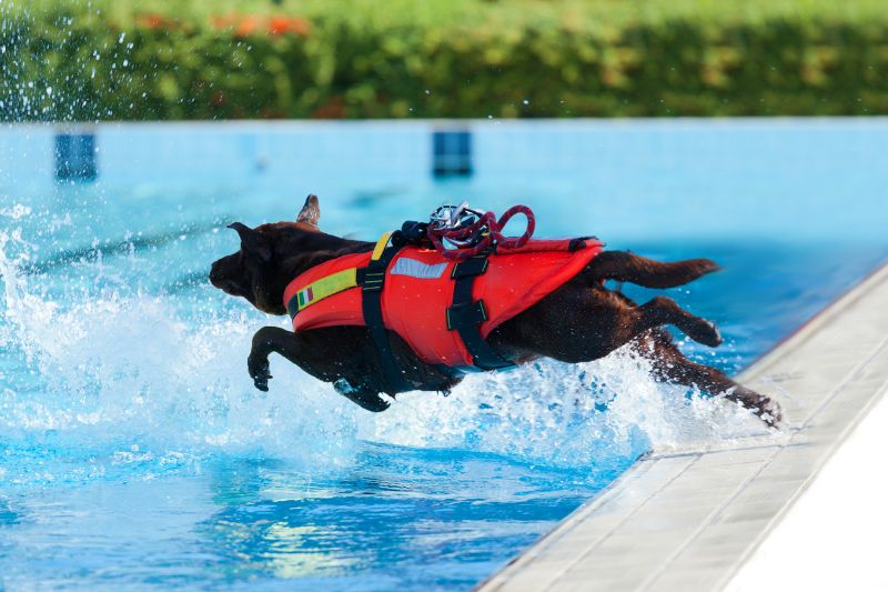 Top 5 des races de chien sauveteurs les plus sollicités et performantes